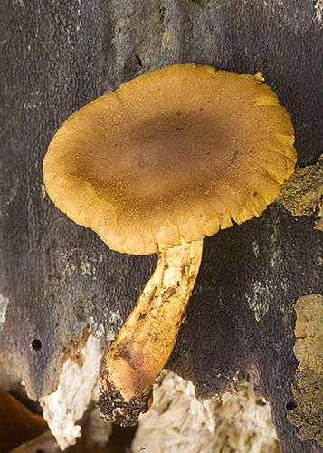 Cortinarius croceus